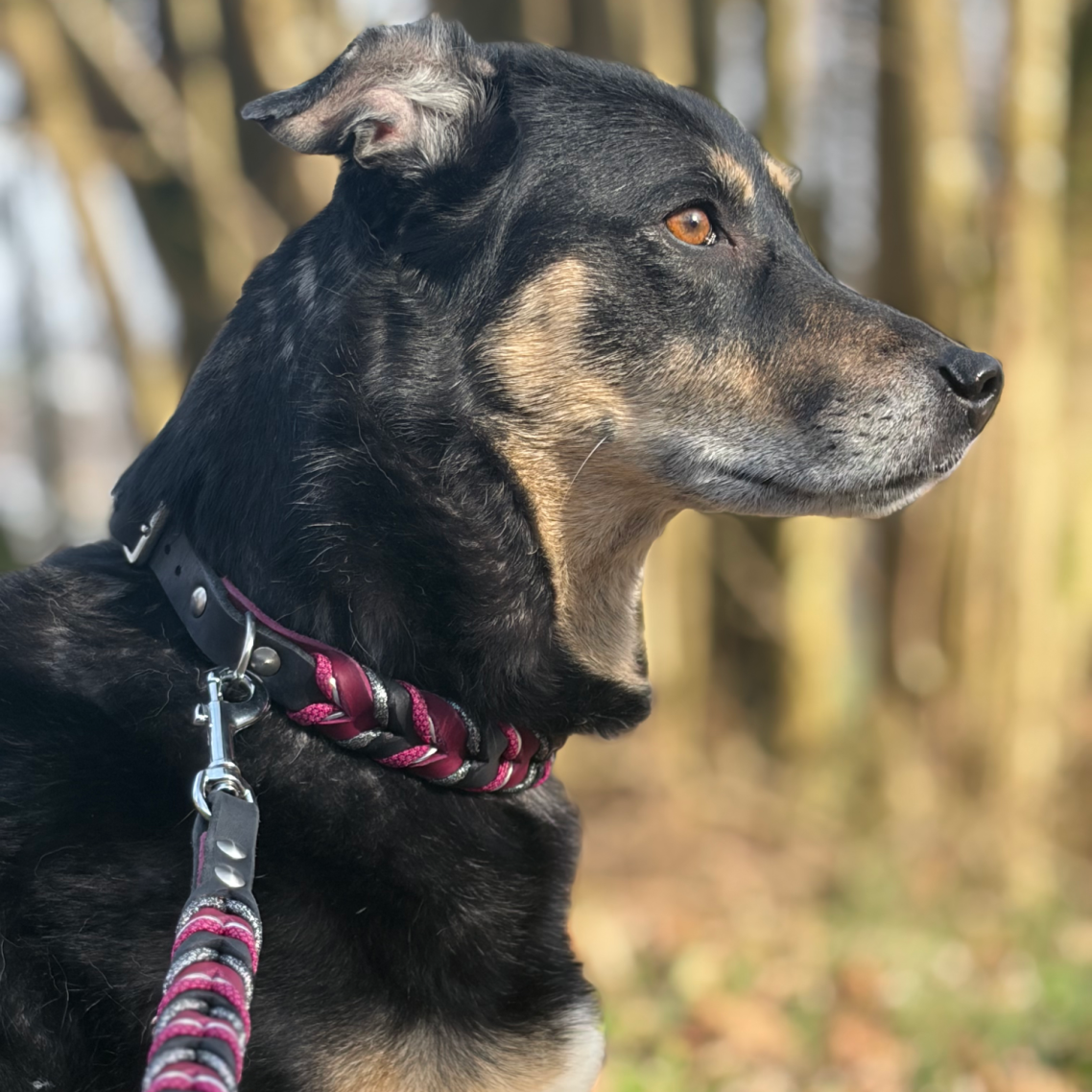 Leinen Fettleder Biothane Halsband geflochten handgemacht
